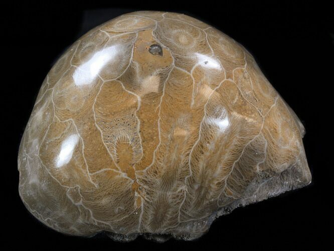 Thick Polished Fossil Coral Head - Morocco #35371